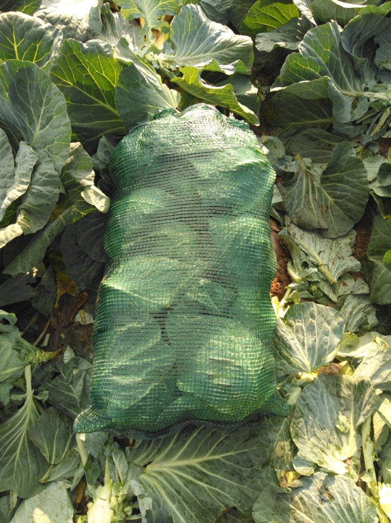 莲花白，松包，软包，大头菜，扁包菜，铁头菜，甘南