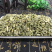 【木贼】木贼草节节草无心草产地直供量大从优