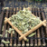 【木贼】木贼草节节草无心草产地直供量大从优