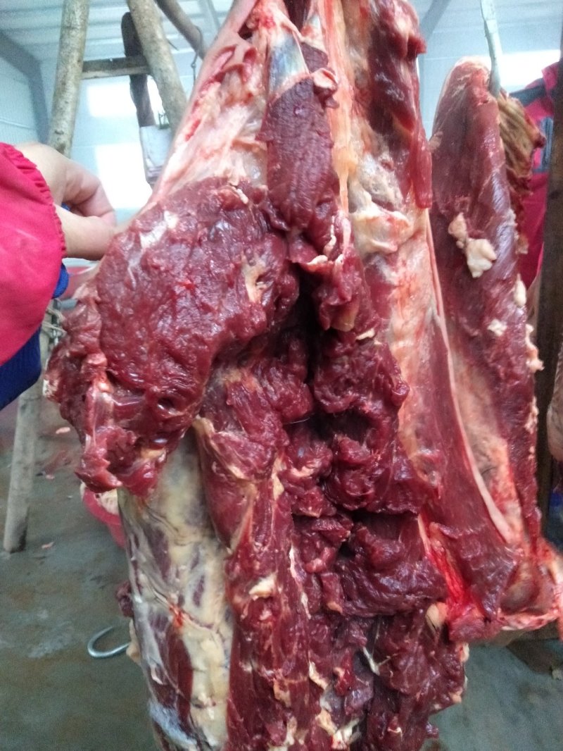 现杀嫩口带皮马肉，基地养殖，一手货源无中间商支持线上交易