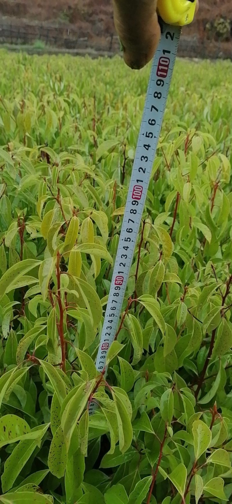 香樟袋苗，地苗都有！质优价廉！诚信可靠！