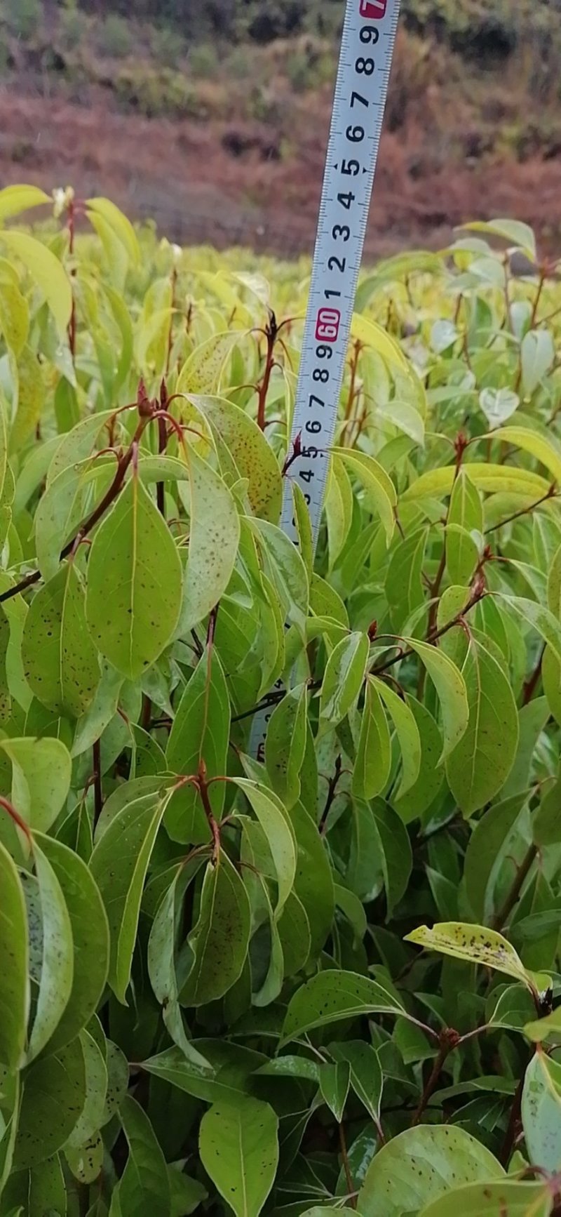 香樟袋苗，地苗都有！质优价廉！诚信可靠！
