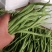绿龙芸豆精品芸豆货原稳定