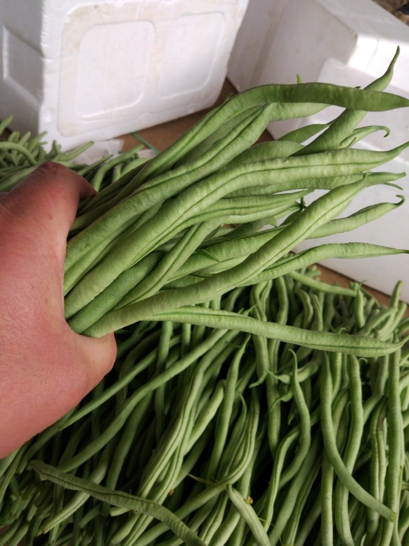 绿龙芸豆精品芸豆货原稳定