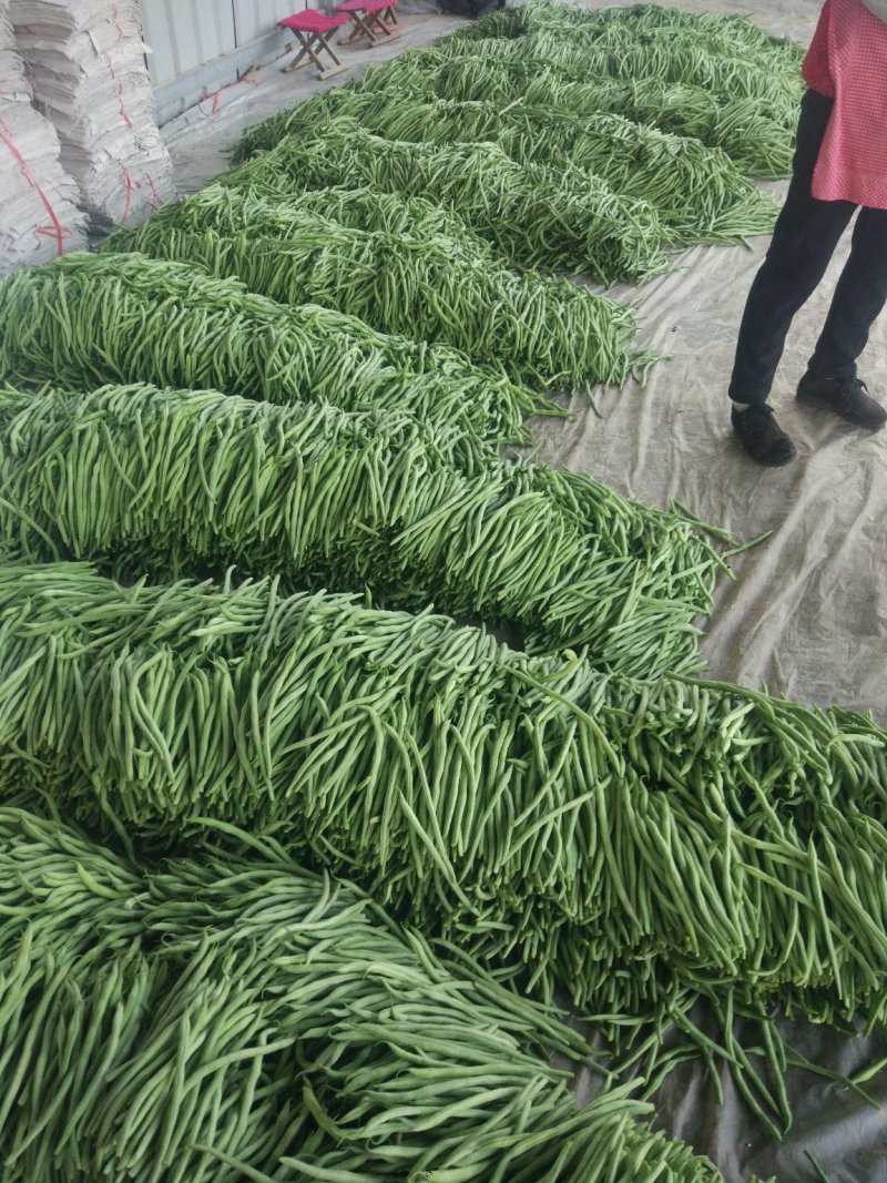 绿龙芸豆精品芸豆货原稳定