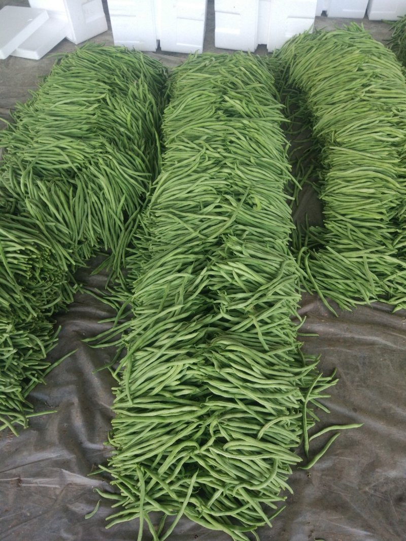 绿龙芸豆精品芸豆货原稳定