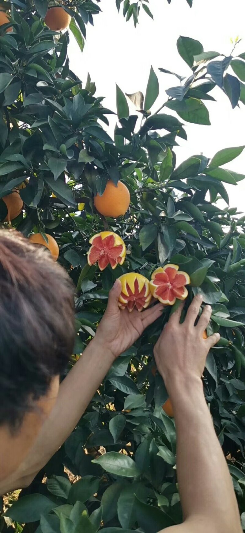 纽荷尔脐橙树苗，红肉血橙苗，7904普橙苗原产地直销包邮