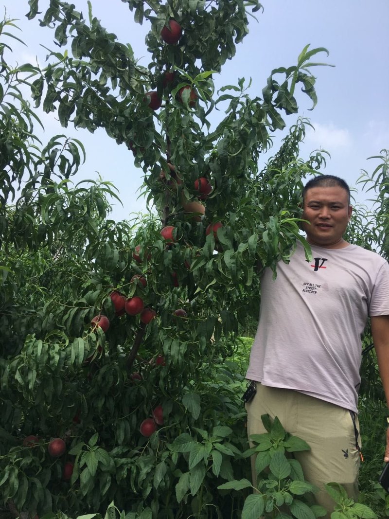 [荐]黑桃苗黑桃树苗免费提供种植技术现挖现发