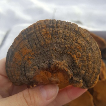 【包邮】桑黄北朝鲜野生特级桑黄灵芝桑树桑黄