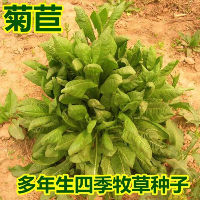 将军菊苣种子四季青多年生牧草籽猪牛羊鸡鸭鹅进口种子南北