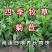 将军菊苣种子四季青多年生牧草籽猪牛羊鸡鸭鹅进口种子南北