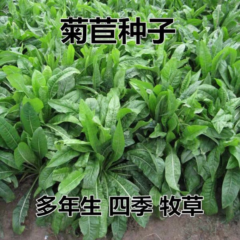 将军菊苣种子四季青多年生牧草籽猪牛羊鸡鸭鹅进口种子南北