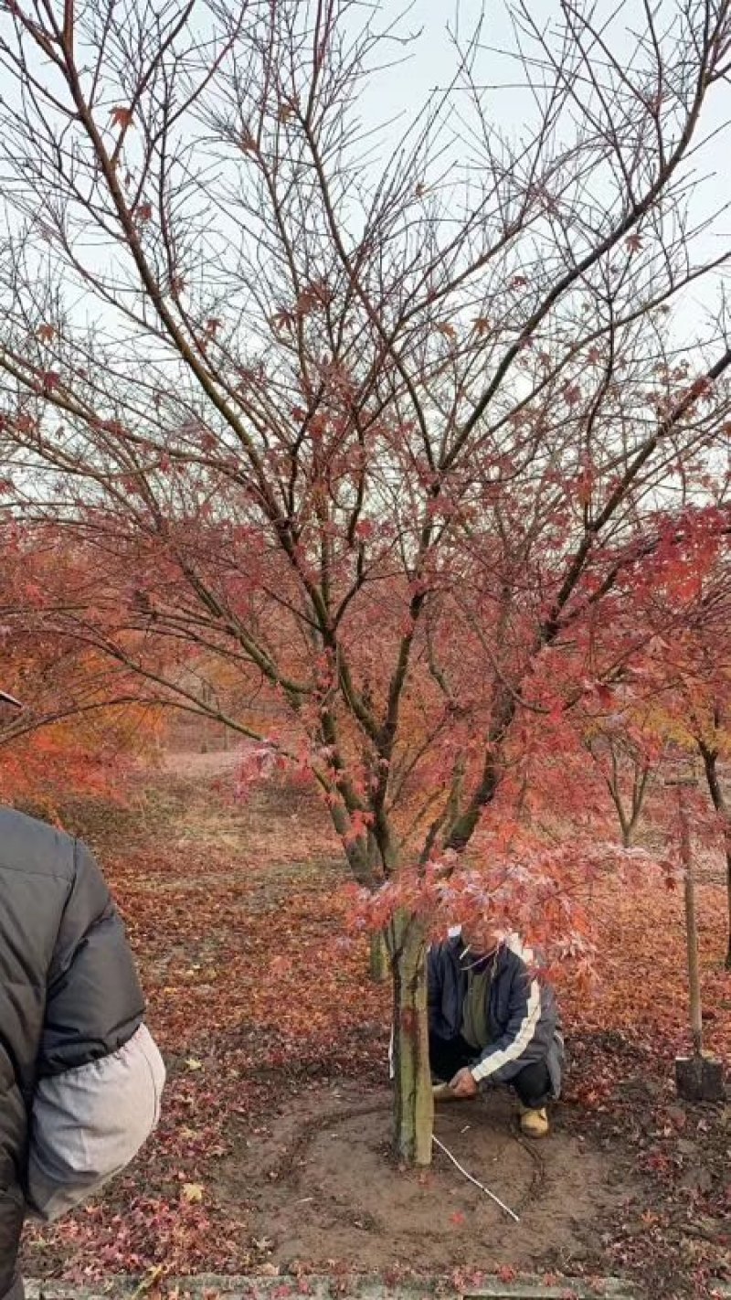 300亩精品鸡爪槭等你来挑，树形统一，规格齐全，预购从速