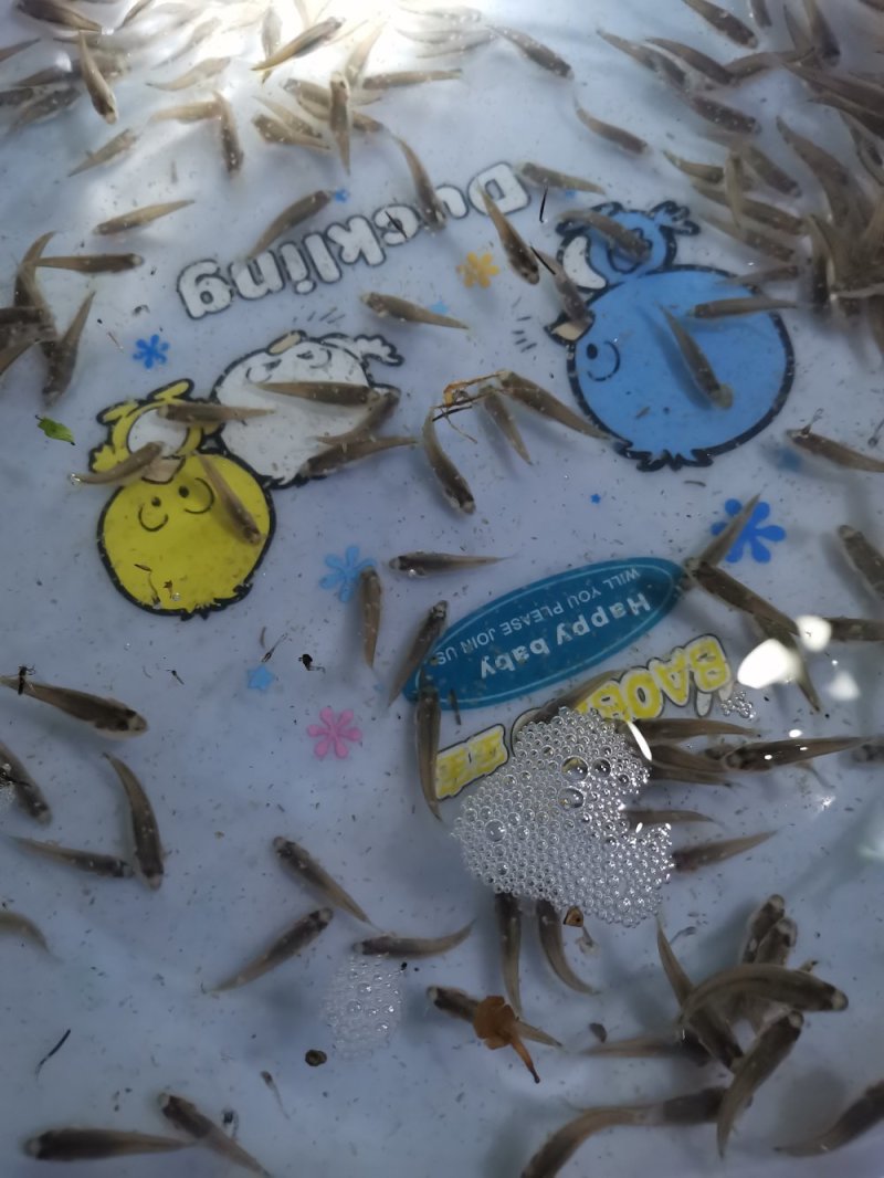 各规格加州鲈苗，朝苗大量供应，寻全国各地苗中合作