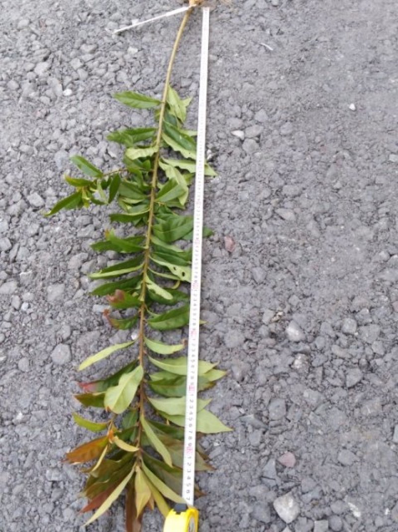 木荷1至多年地苗苗，质优价廉！诚信可靠！