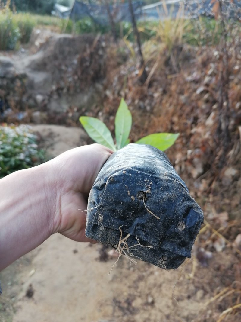 木荷1至多年地苗苗，质优价廉！诚信可靠！