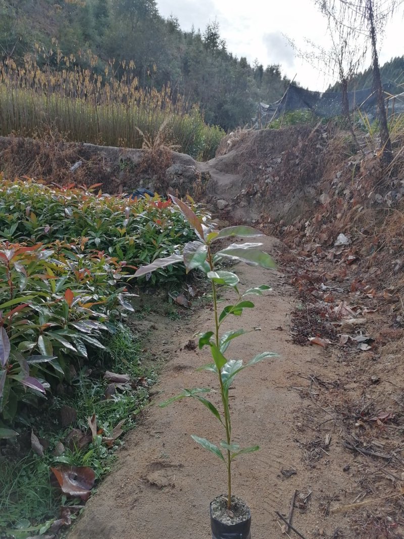 木荷1至多年地苗苗，质优价廉！诚信可靠！