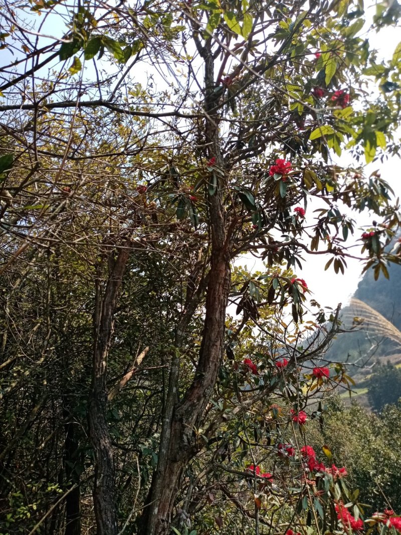 马缨花