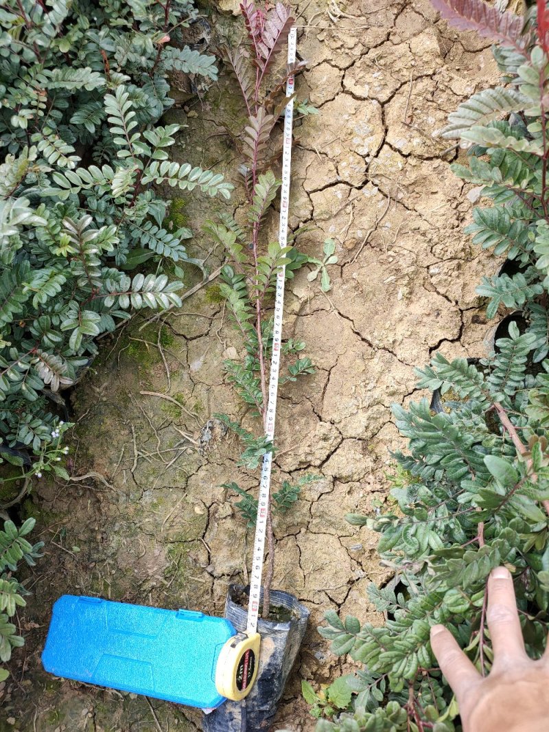 优质清香木苗袋苗杯苗