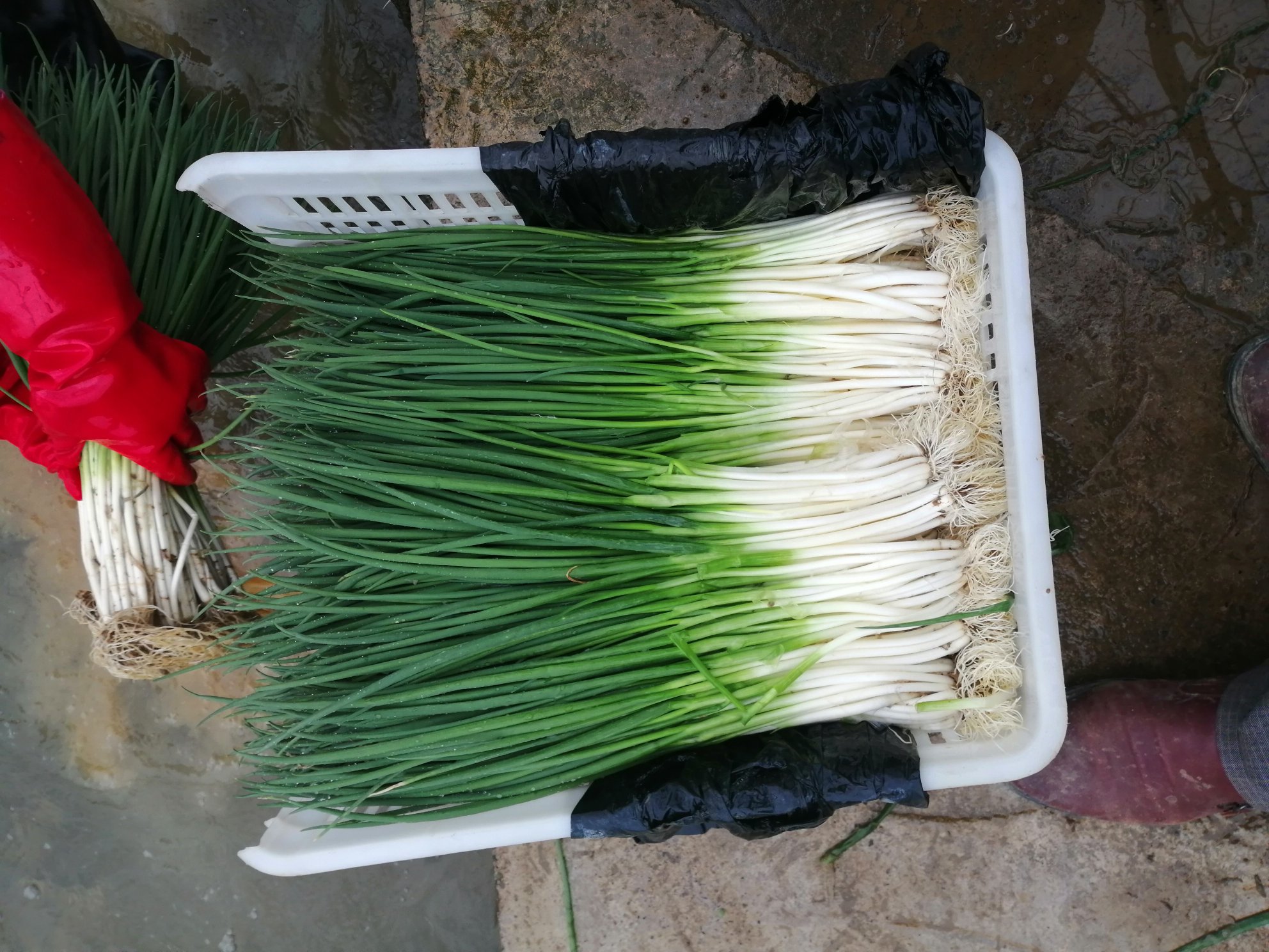 小葱烹饪场景图