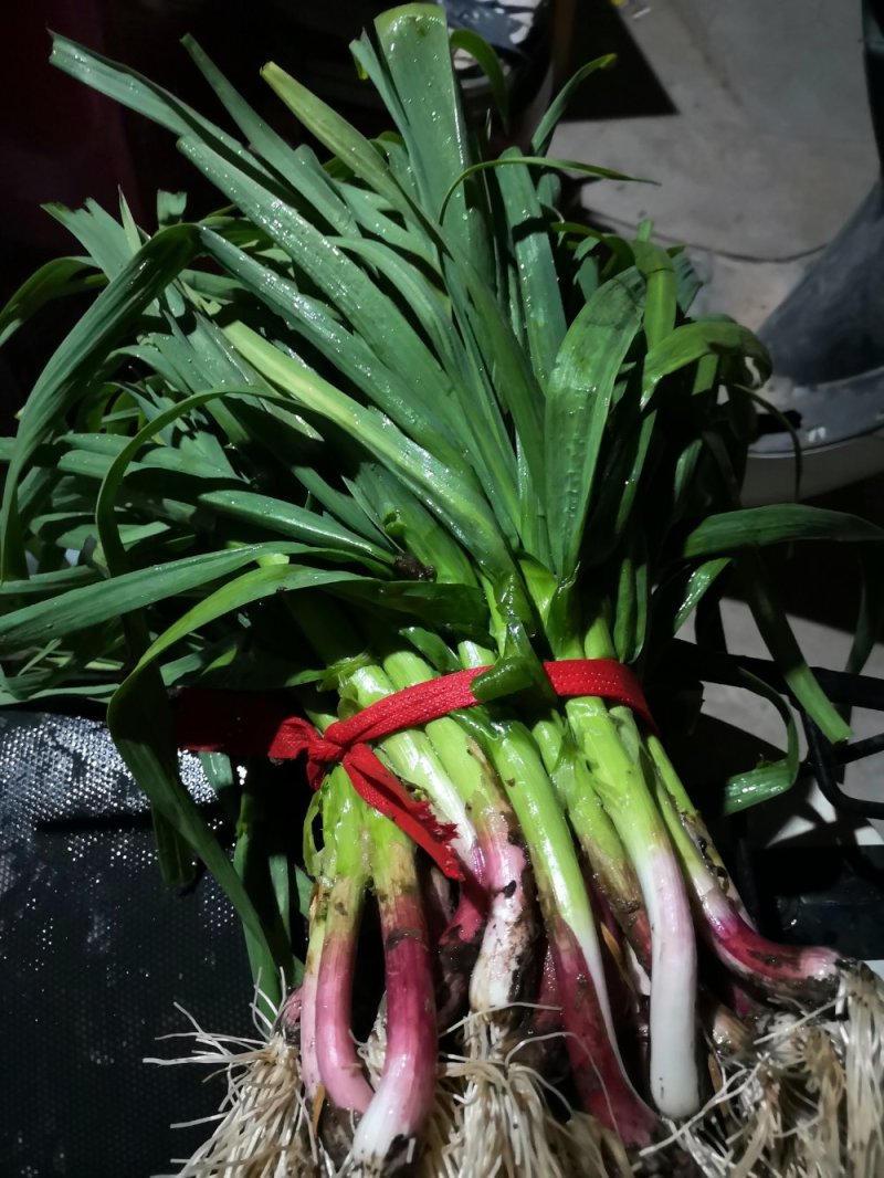 红根蒜苗