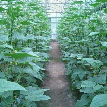 陕西省大荔县大棚黄瓜正在热卖中（代发、代办、代存）