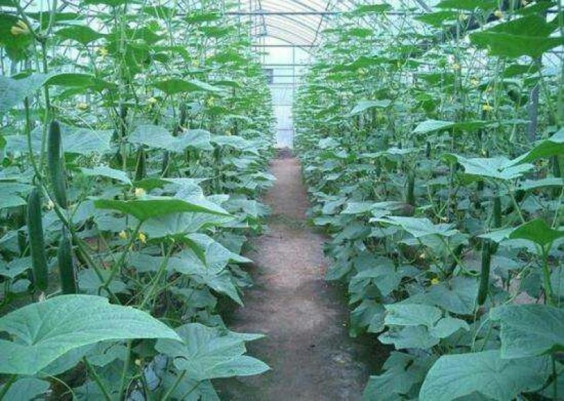 陕西省大荔县大棚黄瓜正在热卖中（代发、代办、代存）