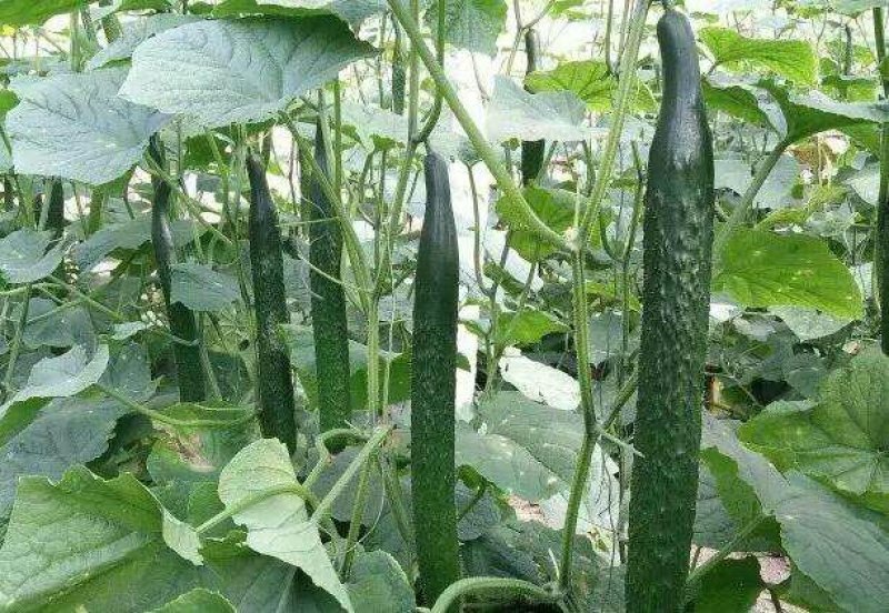 陕西省大荔县大棚黄瓜正在热卖中（代发、代办、代存）