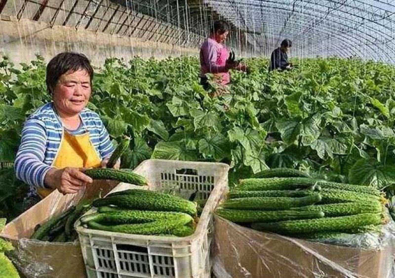 陕西省大荔县大棚黄瓜正在热卖中（代发、代办、代存）