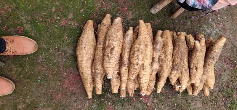 粉葛:广西平乐博园农粉葛种植基地: