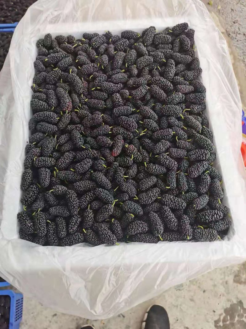 桑葚