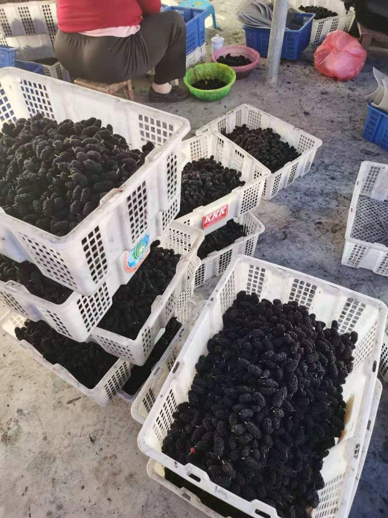 桑葚
