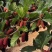 桑葚