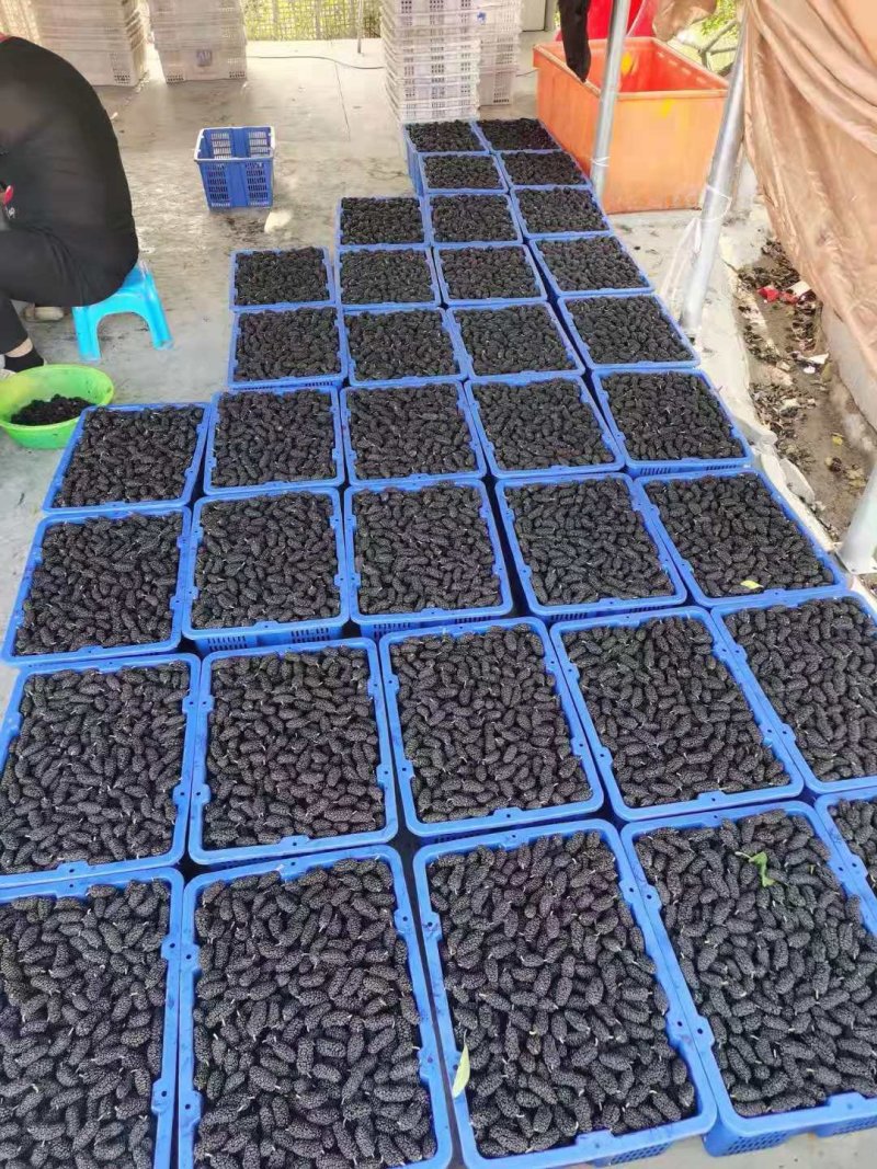 桑葚