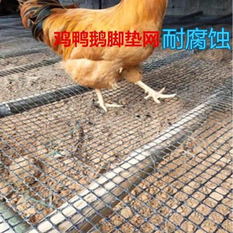 塑料网格养殖网果园土工格栅养鸡殖围栏护栏网家用户外防护网