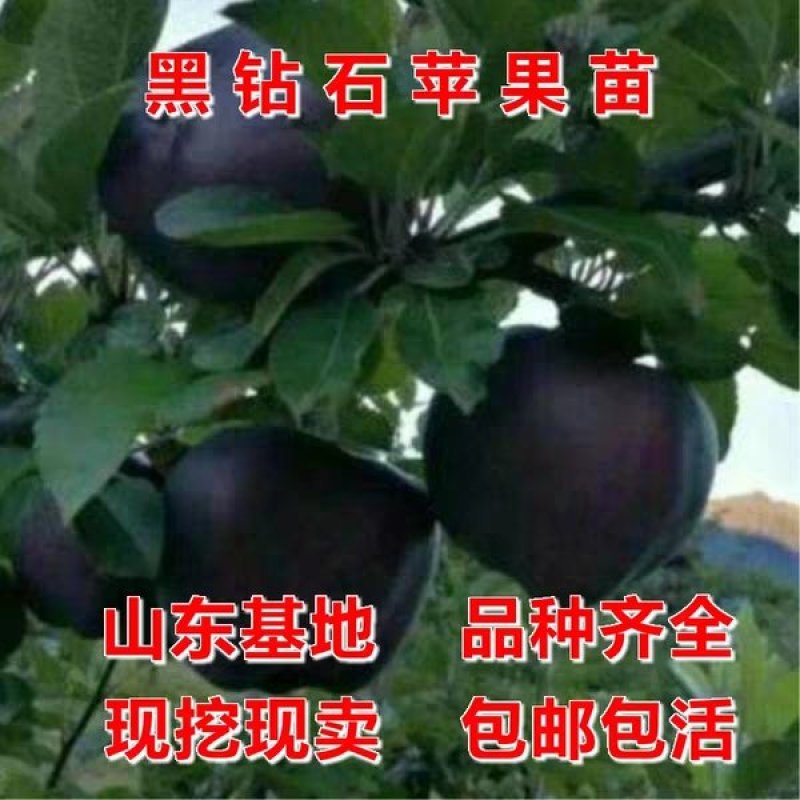 果苗基地黑钻苹果苗南北适种新品种耐寒耐旱死苗补发