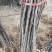 果苗基地黑钻苹果苗南北适种新品种耐寒耐旱死苗补发