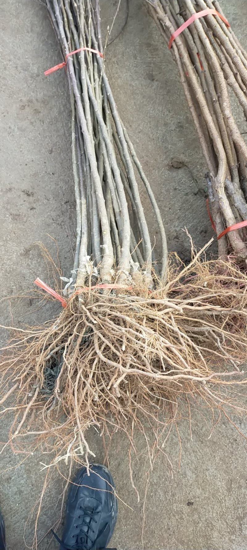 果苗基地黑钻苹果苗南北适种新品种耐寒耐旱死苗补发