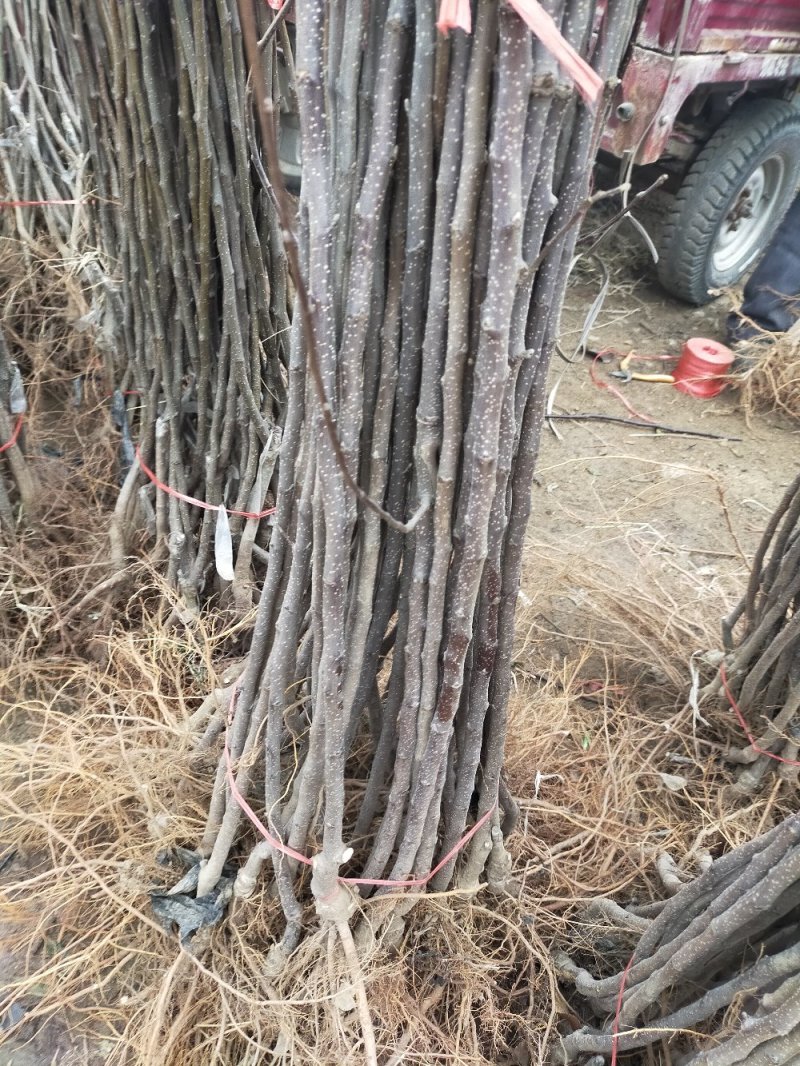 果苗基地黑钻苹果苗南北适种新品种耐寒耐旱死苗补发