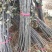 果苗基地黑钻苹果苗南北适种新品种耐寒耐旱死苗补发