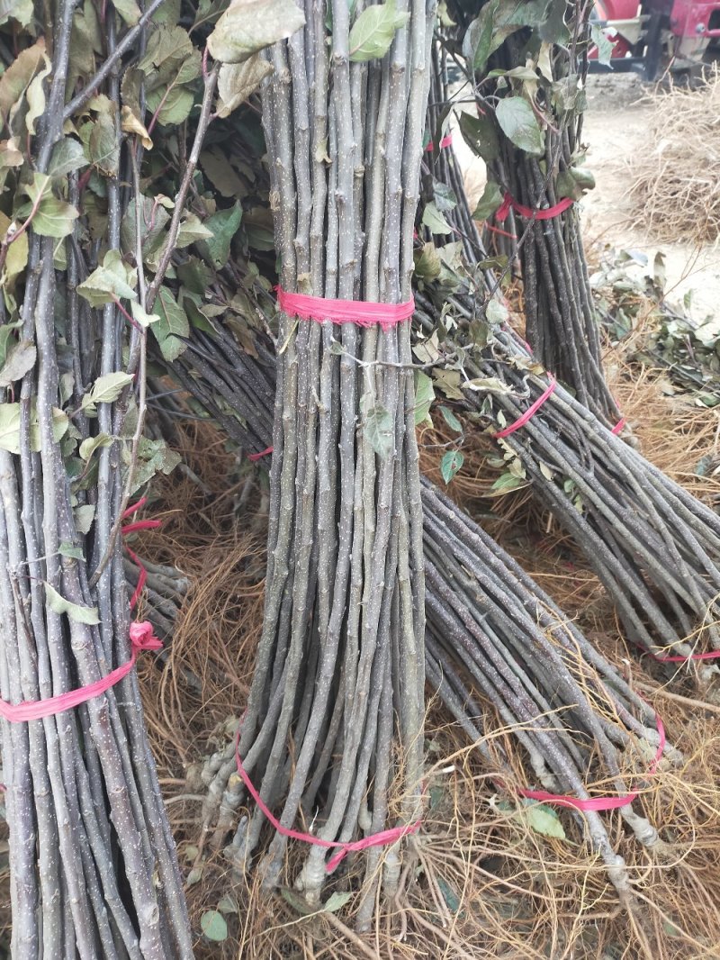 果苗基地黑钻苹果苗南北适种新品种耐寒耐旱死苗补发