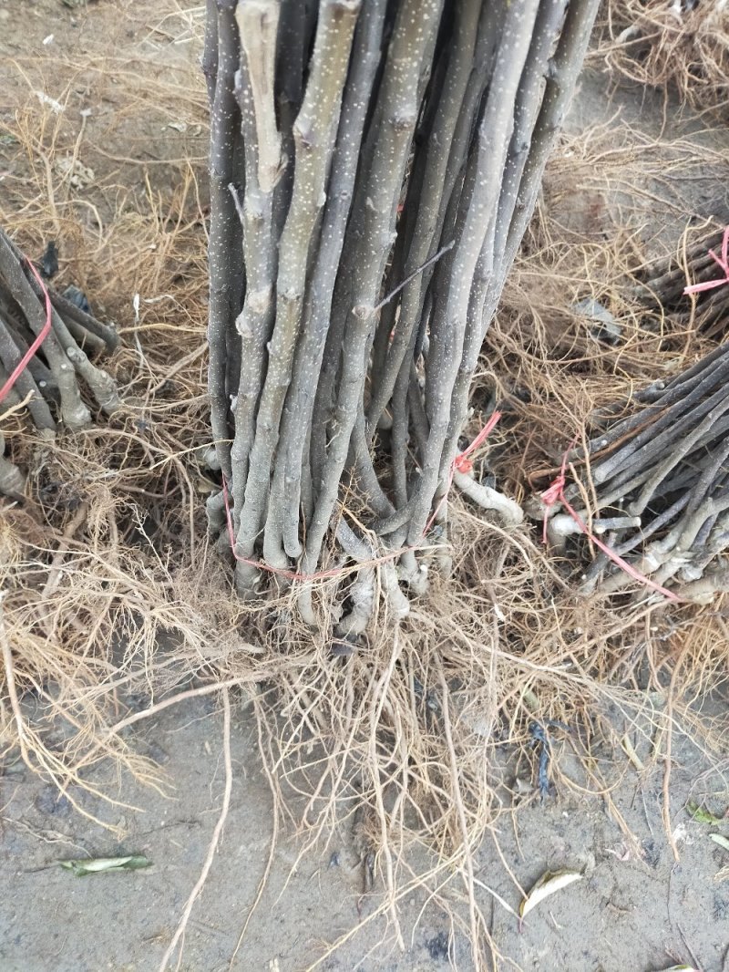 果苗基地黑钻苹果苗南北适种新品种耐寒耐旱死苗补发