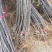 果苗基地黑钻苹果苗南北适种新品种耐寒耐旱死苗补发