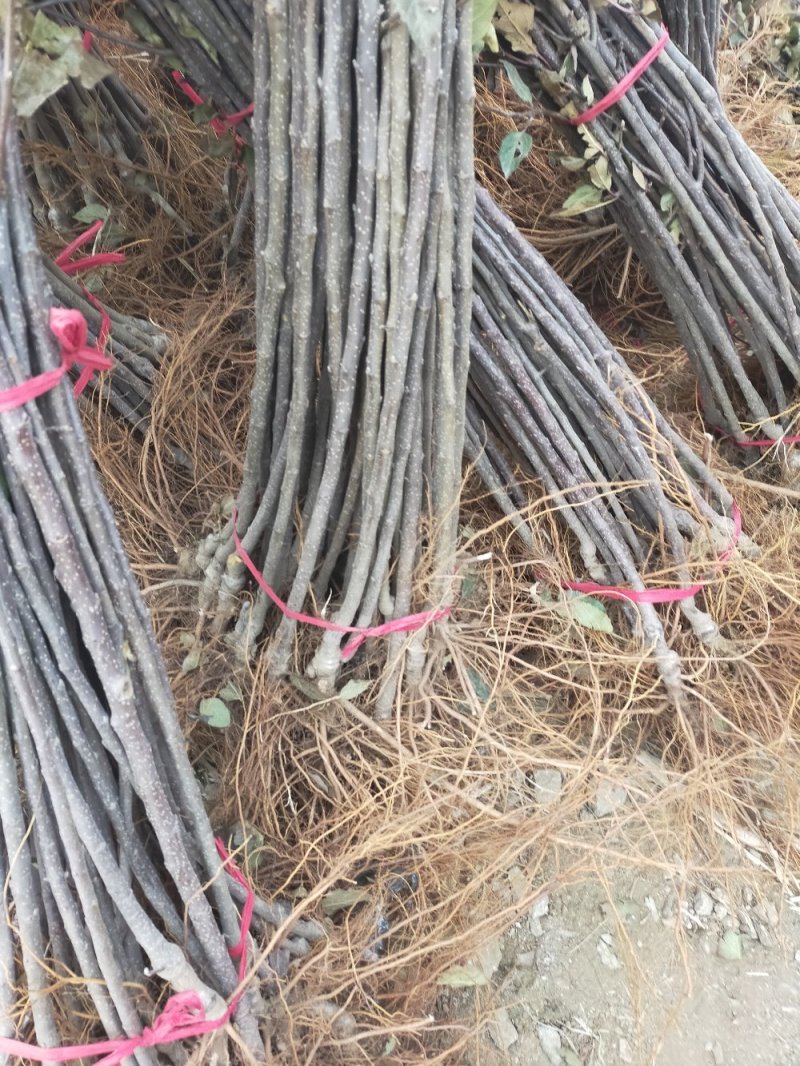 果苗基地黑钻苹果苗南北适种新品种耐寒耐旱死苗补发