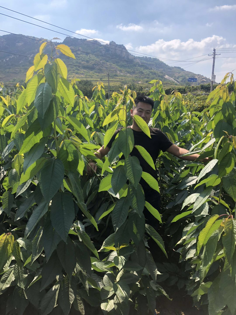 山东，大樱桃黑珍珠樱桃苗，南北方种植，包纯度