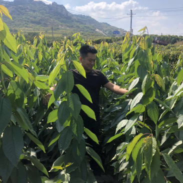 山东，大樱桃黑珍珠樱桃苗，南北方种植，包纯度