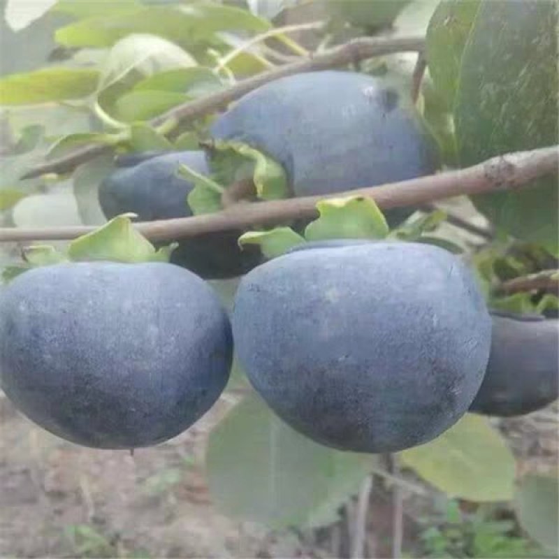 【精品】嫁接新品种黑柿子苗现挖现发南北适种耐寒