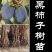 【精品】嫁接新品种黑柿子苗现挖现发南北适种耐寒