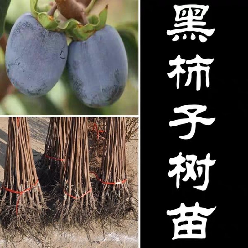 【精品】嫁接新品种黑柿子苗现挖现发南北适种耐寒