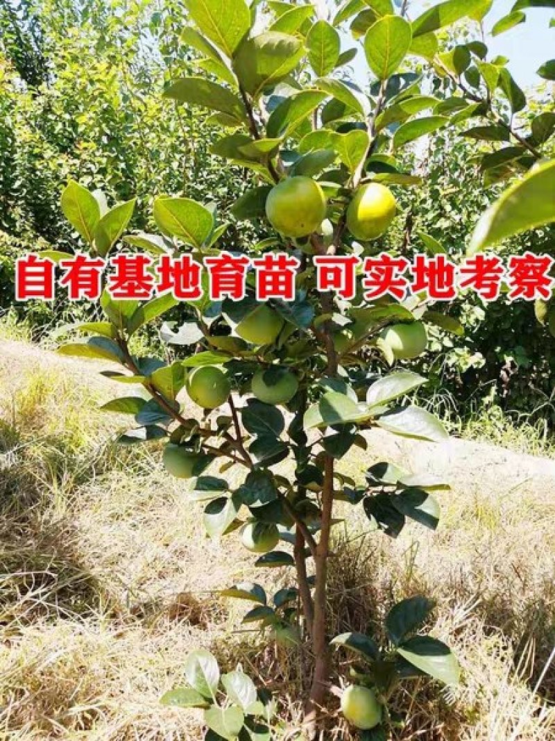 【精品】嫁接新品种黑柿子苗现挖现发南北适种耐寒